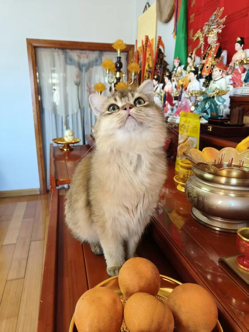 貓咪要拜什麼神