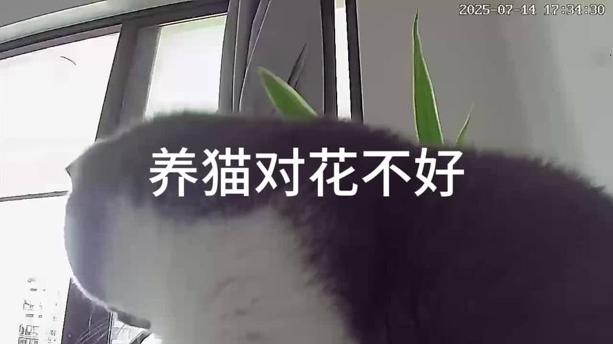 什麼花對貓不好