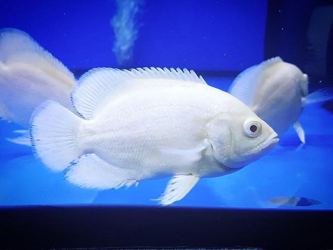 白色的魚