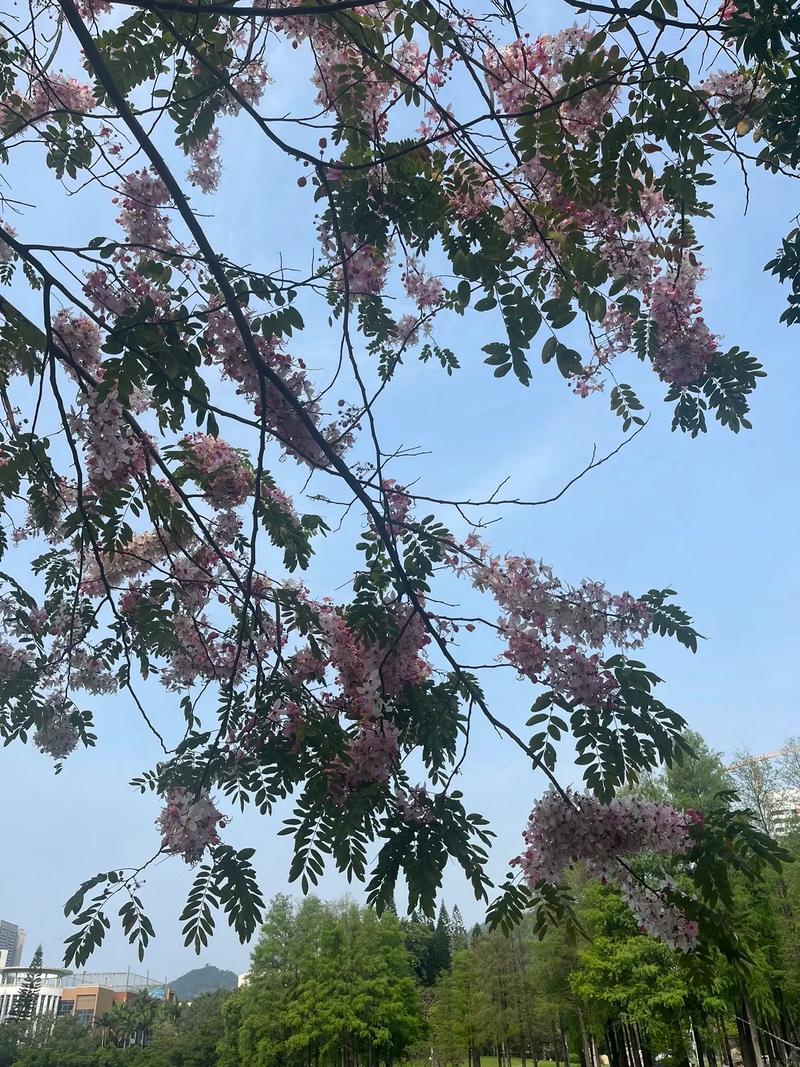 花旗木算櫻花嗎