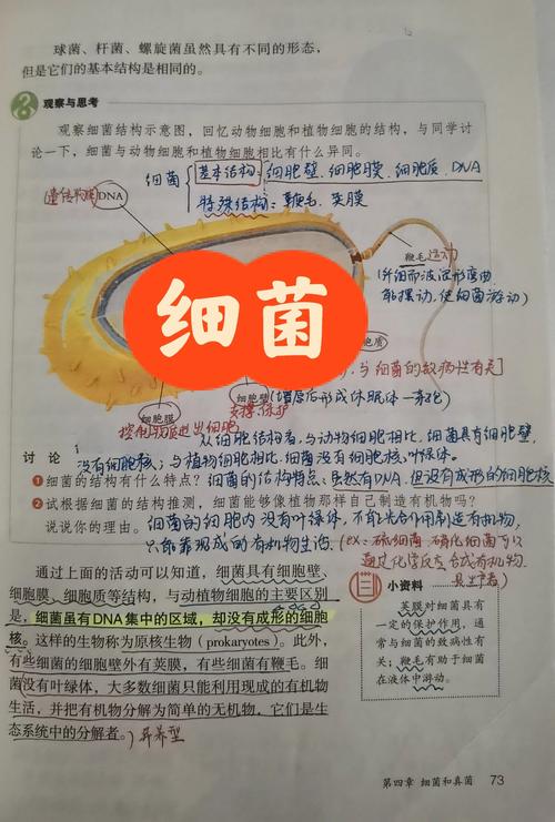 細菌是哪一界