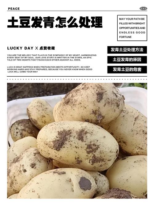 土豆為什麼會有青顏色的部分?深度解析其成因、潛在風險與安全食用指南 3 土豆為什麼會有青顏色的部分