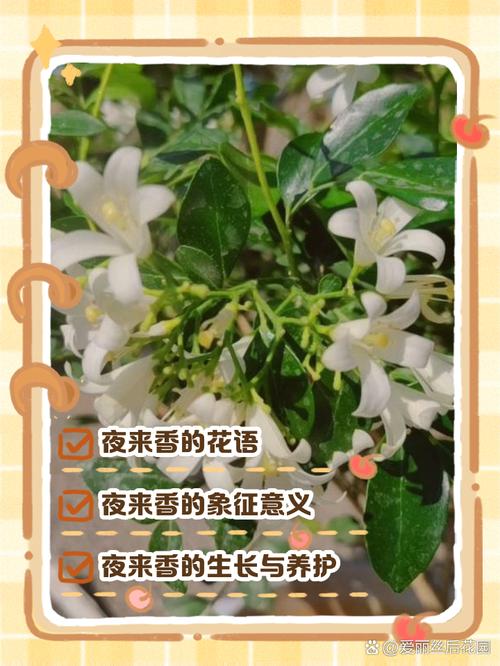 夜來香如何照顧
