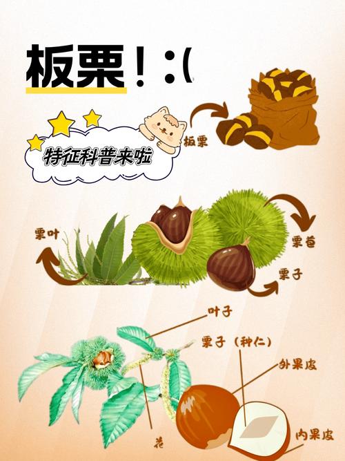 栗子是種子嗎