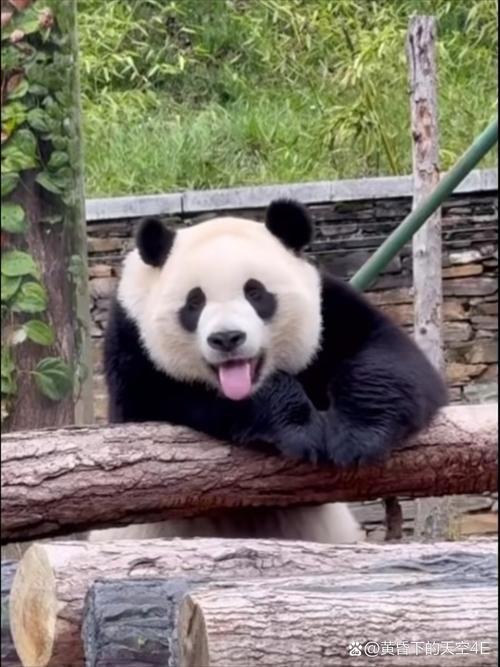 熊貓可以看到什麼顏色