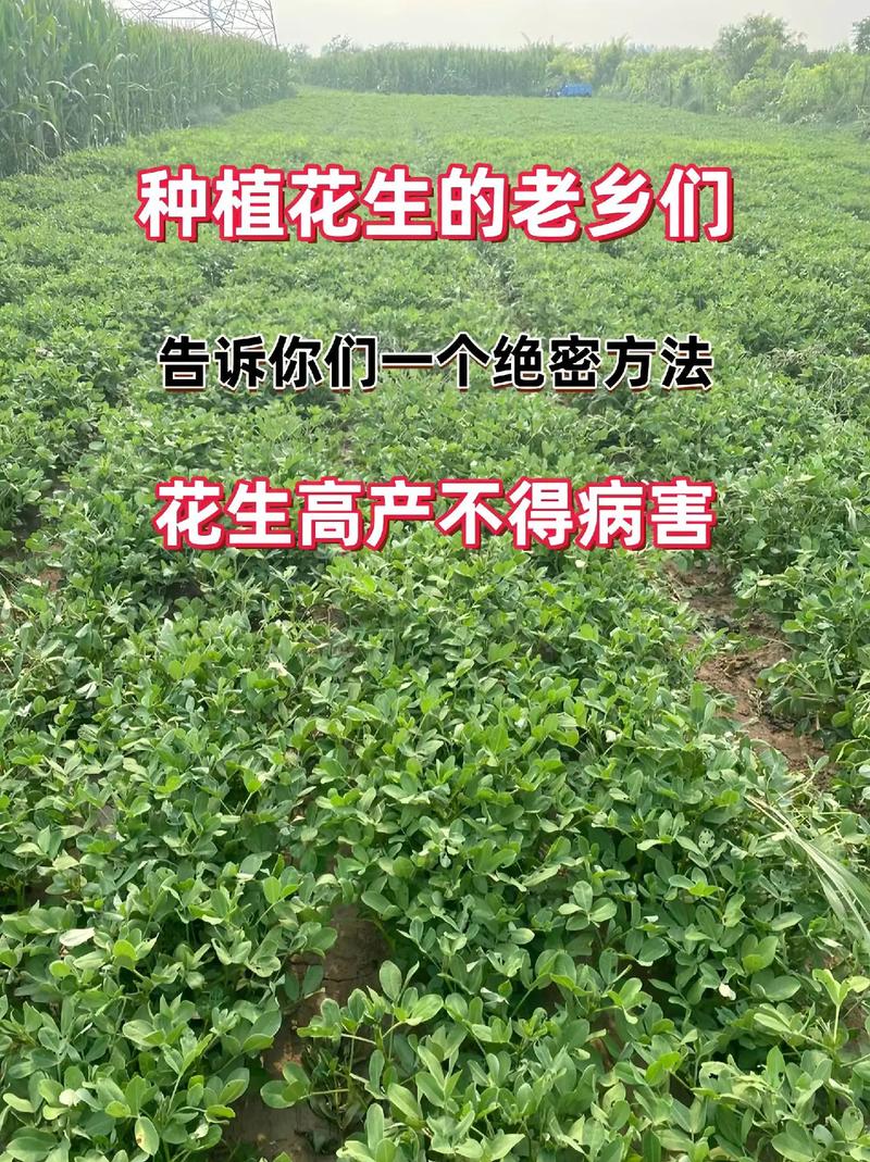 花生怎麼來的