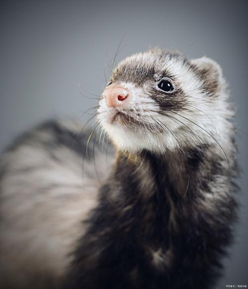 雪貂台灣可以養嗎