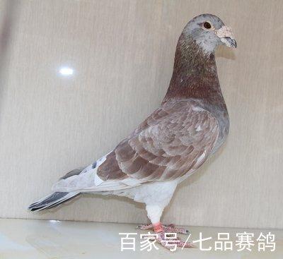 白鴿怕什麼顏色?揭秘鴿子懼色行為與視覺奧秘 3 白鴿怕什麼顏色