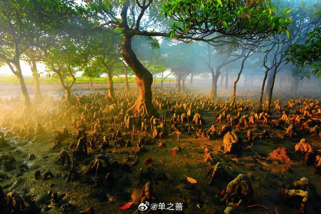 紅樹林是群集嗎