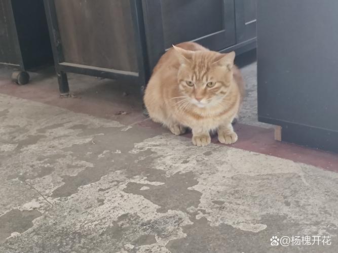 貓會怕咖啡味嗎