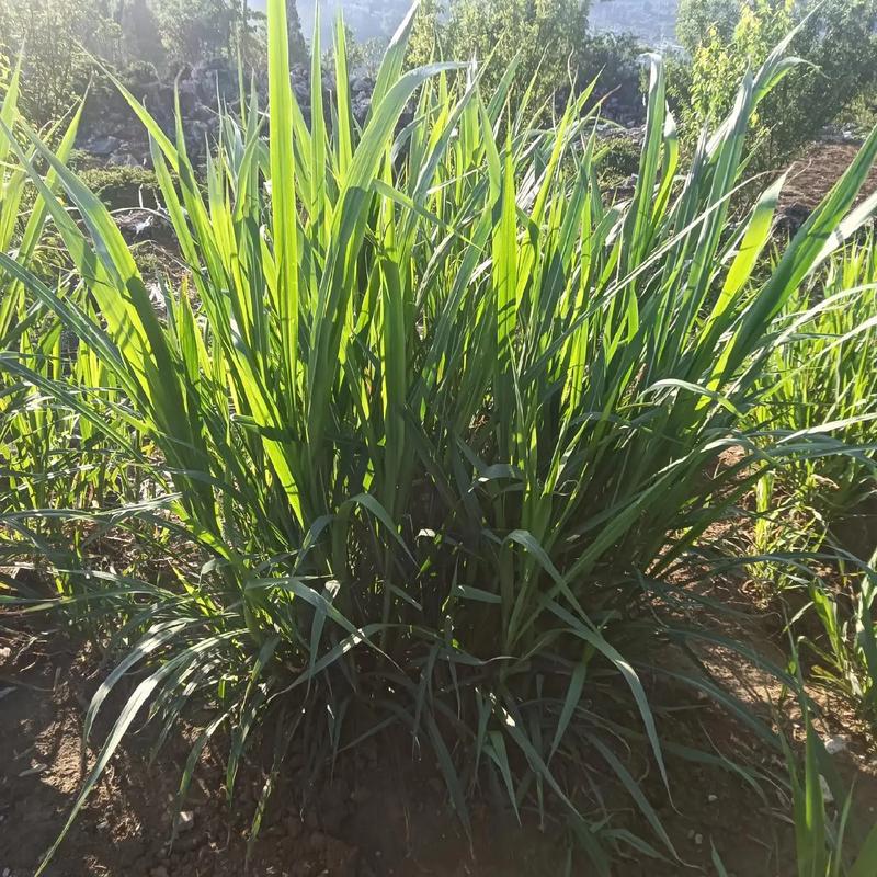 什麼叫做窩邊草