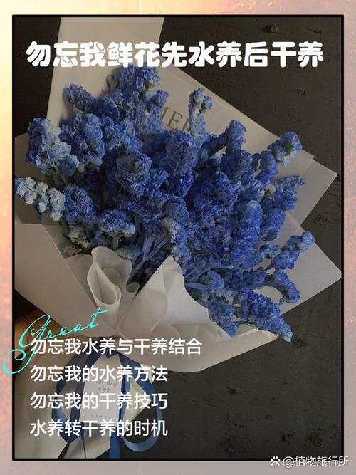 勿忘我怎麼養