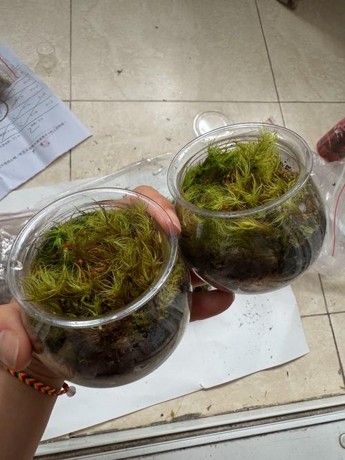 苔蘚要用什麼土