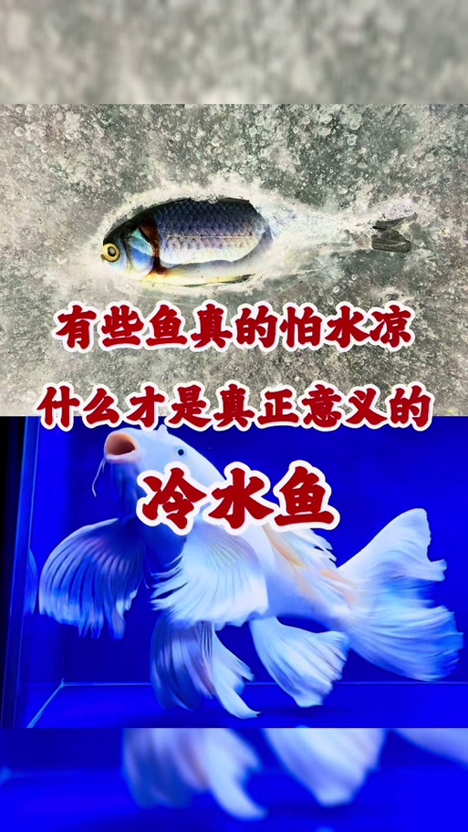 錦鯉魚怕冷嗎