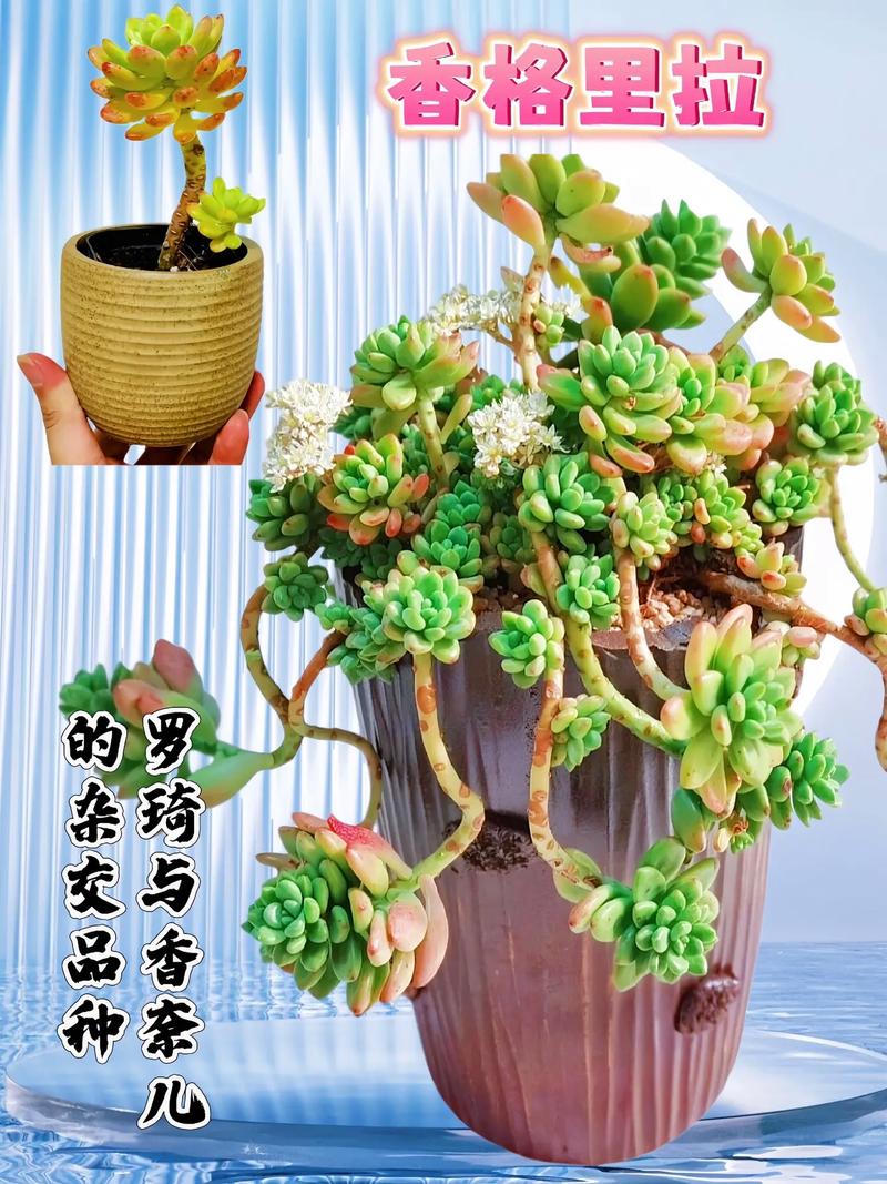 香格里拉多肉