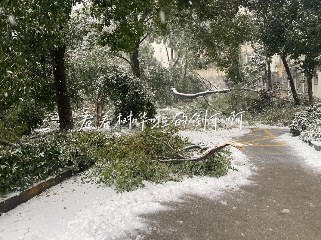 路樹為什麼會倒?深度解析街頭巨木傾覆的潛在危機與專業防範 1 路樹為什麼會倒