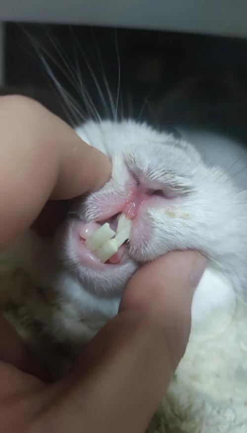 兔子有痛覺嗎
