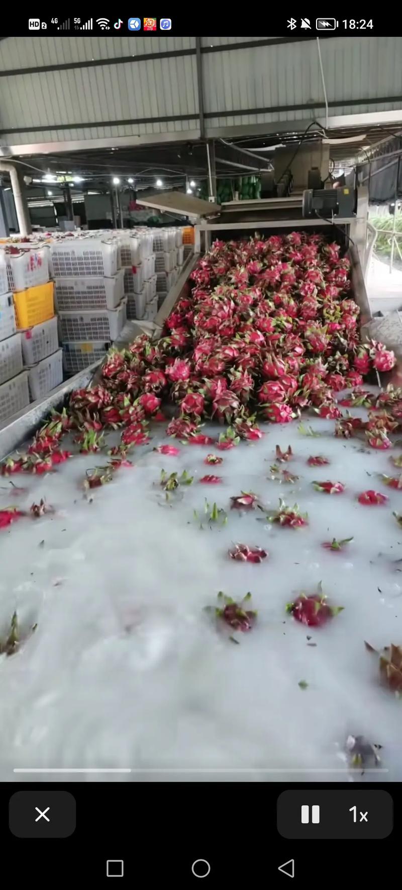 紅龍果要洗嗎