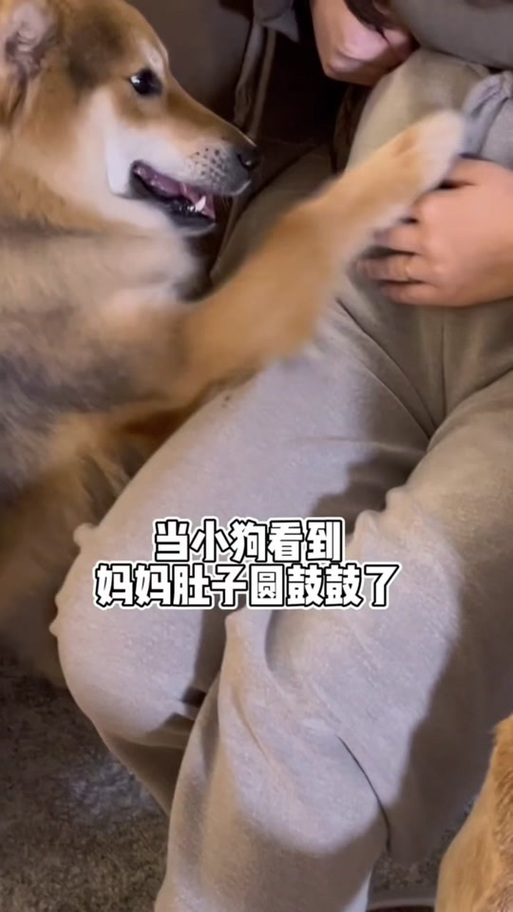 狗狗知道人懷孕嗎