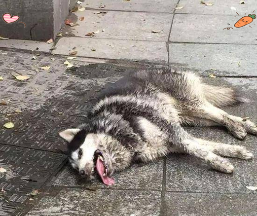 狗中毒