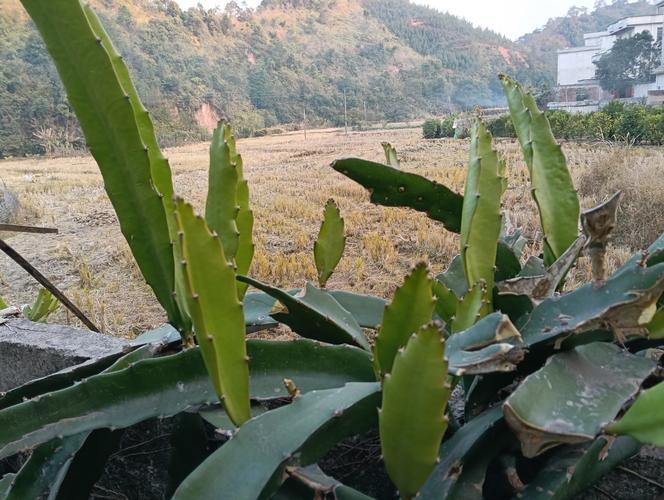 火龍果跟仙人掌有關係嗎