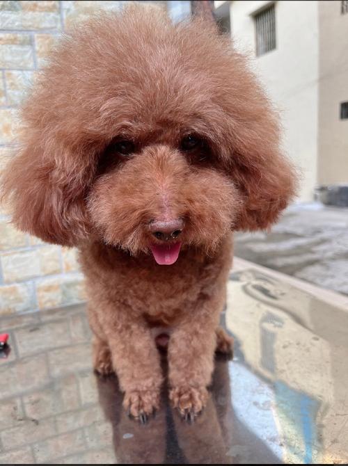 狗會有痣嗎