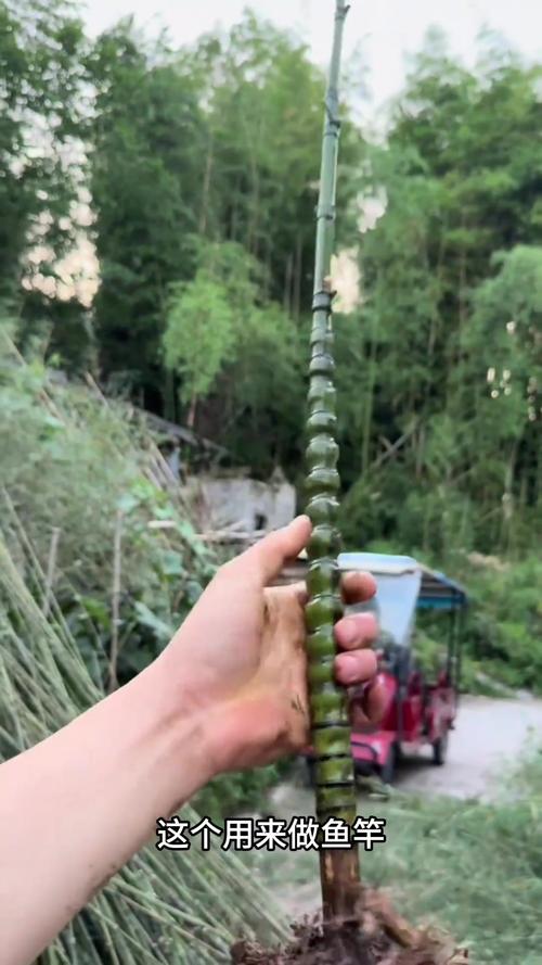 葫蘆竹用什麼土