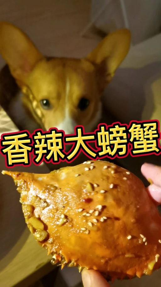 狗可以吃蟹肉嗎