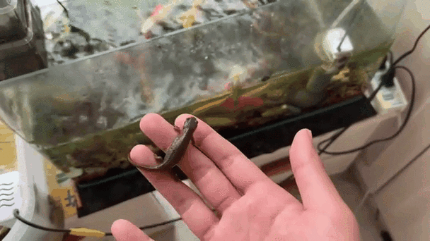 黑鰂魚 多骨嗎