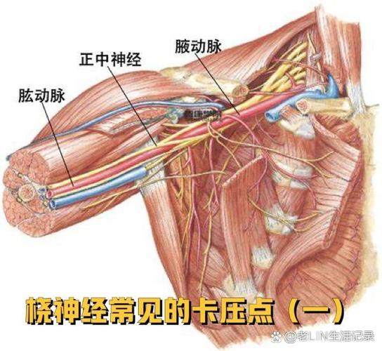 橈神經是什麼