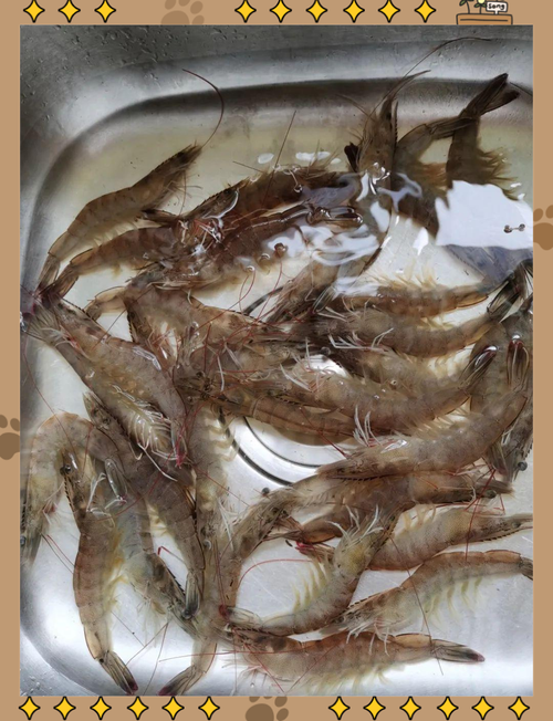 明蝦為什麼貴