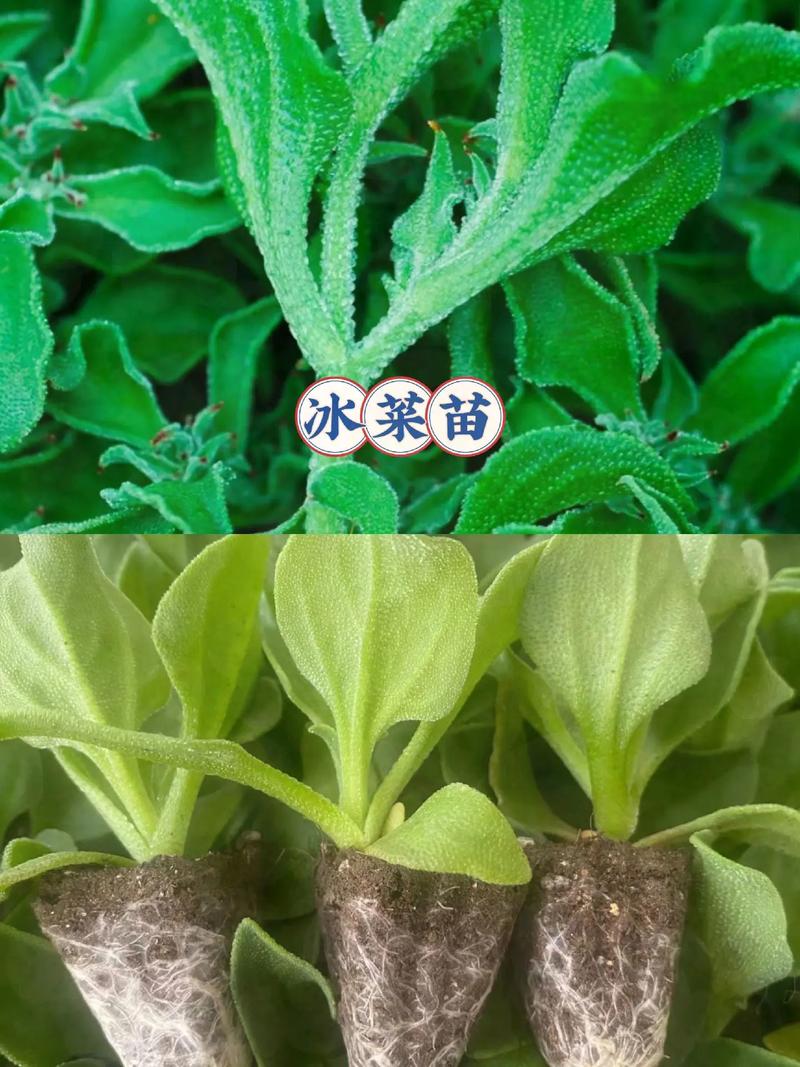 年菜怎麼冰