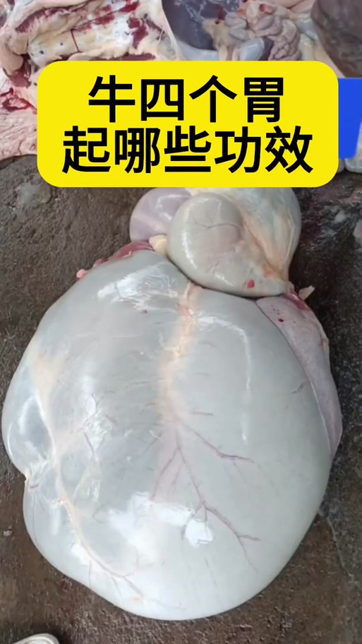牛為什麼反芻