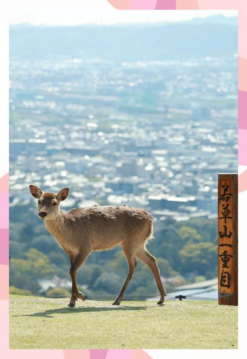 若草山怎麼上去