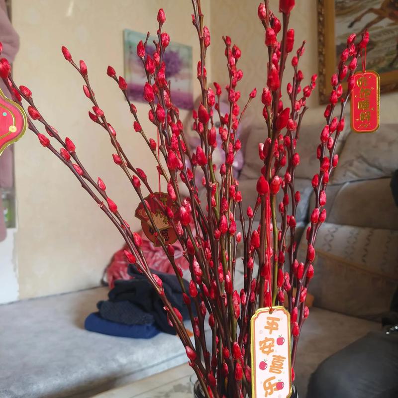 銀柳需要曬太陽嗎