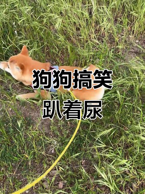 狗可以在路邊尿尿嗎