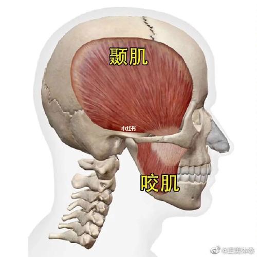 顳肌在哪裡