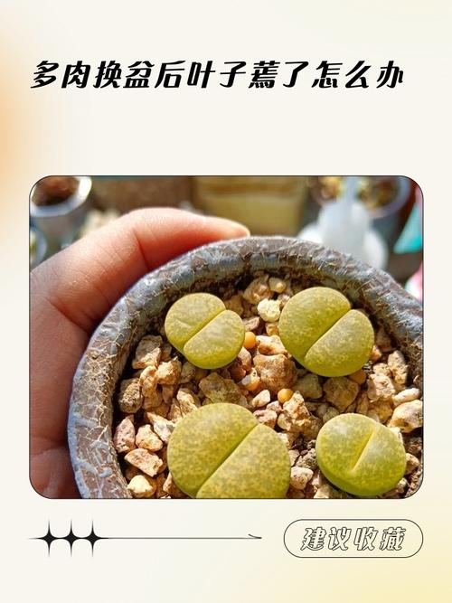 多肉植物葉子萎縮