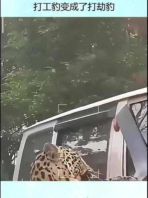 豹會攻擊人嗎