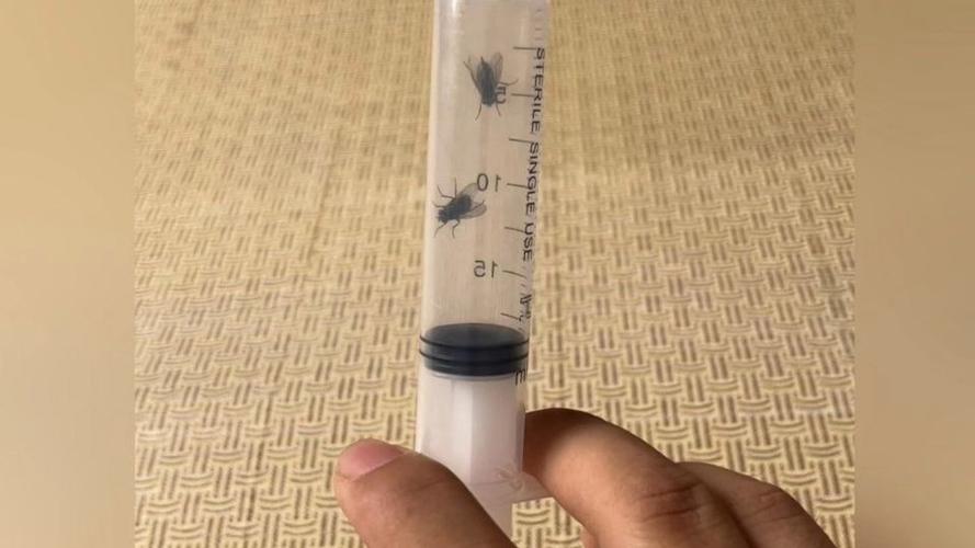 蒼蠅為什麼反應那麼快