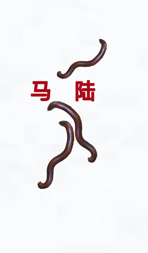 馬陸吃什麼