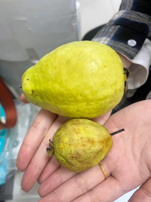 非洲有芭樂嗎