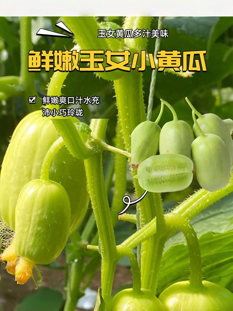 為什麼叫做小黃瓜