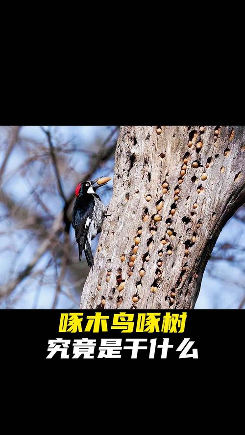 啄木鳥對樹木有害嗎