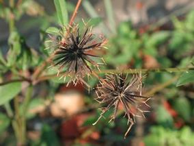 咸豐草功效:從野地奇草到現代草本養生的多元應用與實證解析 1 咸豐草功效