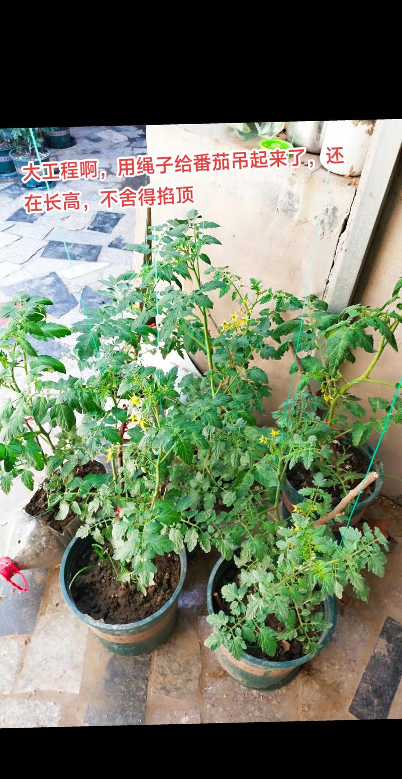 番茄要曬太陽嗎