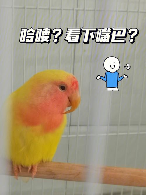 鸚鵡的嘴巴可以剪嗎