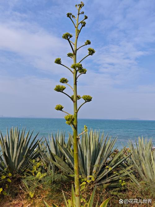 海邊適合種什麼植物