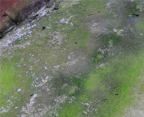 水泥地長青苔怎麼處理