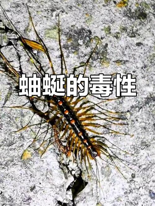 蚰蜒為什麼叫乖乖